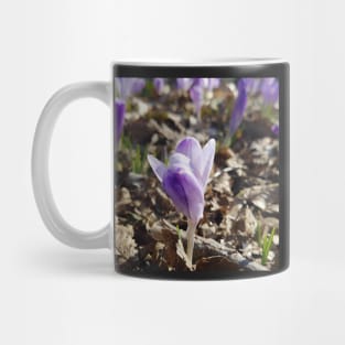 Crocus Vernus Close Up Mug